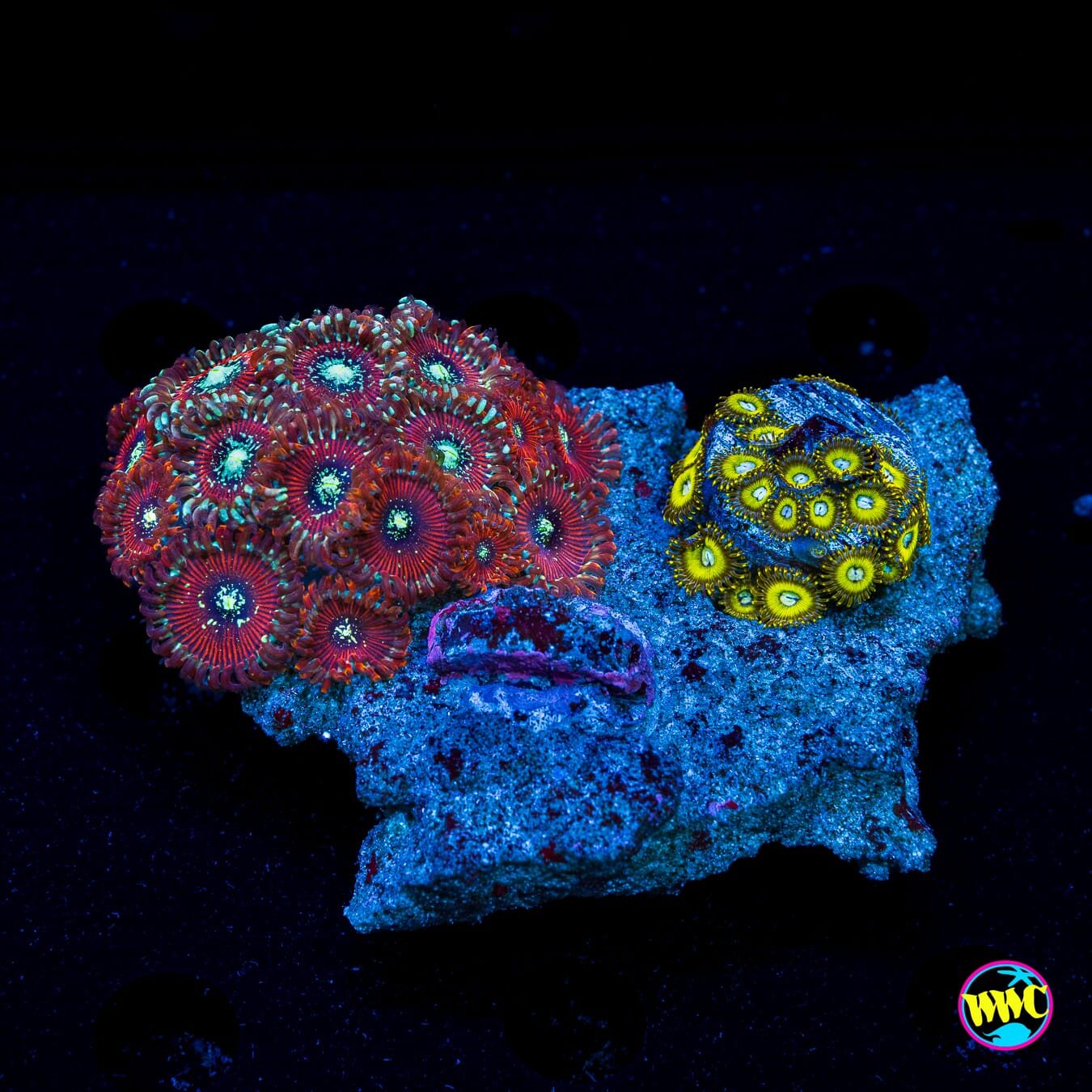 Combo Rock Warlock and Pikachuz Zoanthids - Daylight Photo