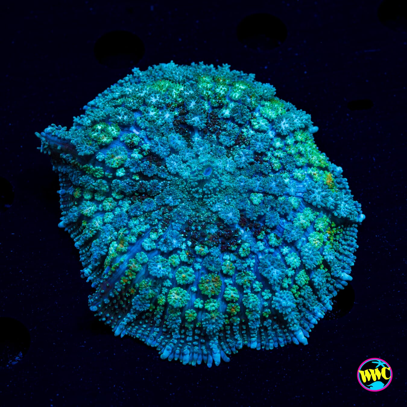 Money Ball Carpet Mushroom - Daylight Photo