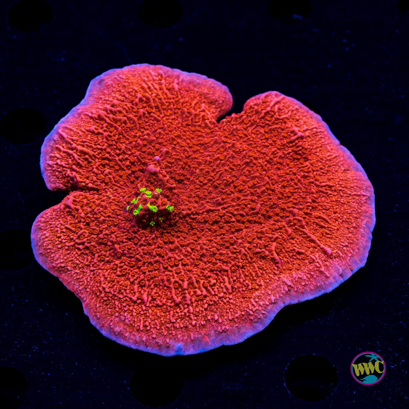 WWC Jaw Breaker Grafted Cap Montipora - Actinic Photo