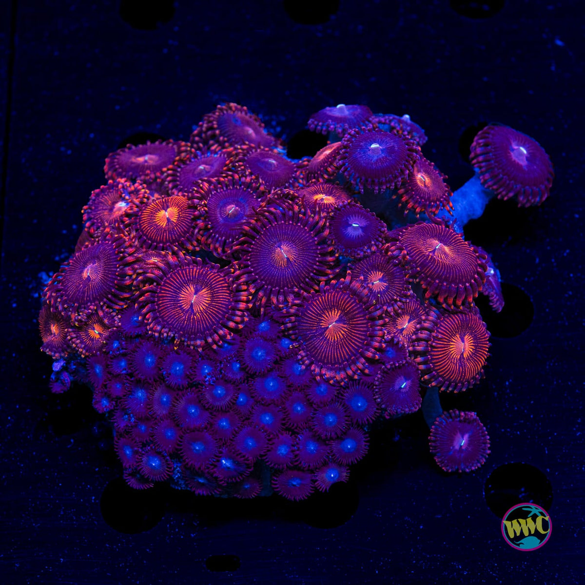 Burning Ember Combo Zoanthids - Actinic Photo