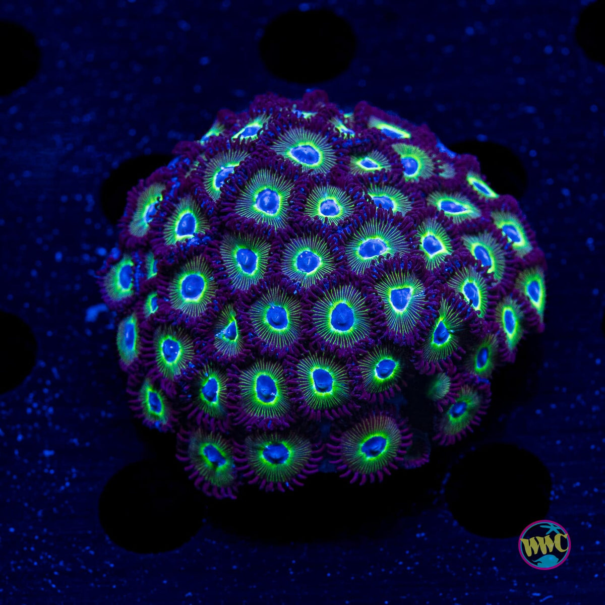 WWC Saltwater Taffee Zoanthids - Actinic Photo