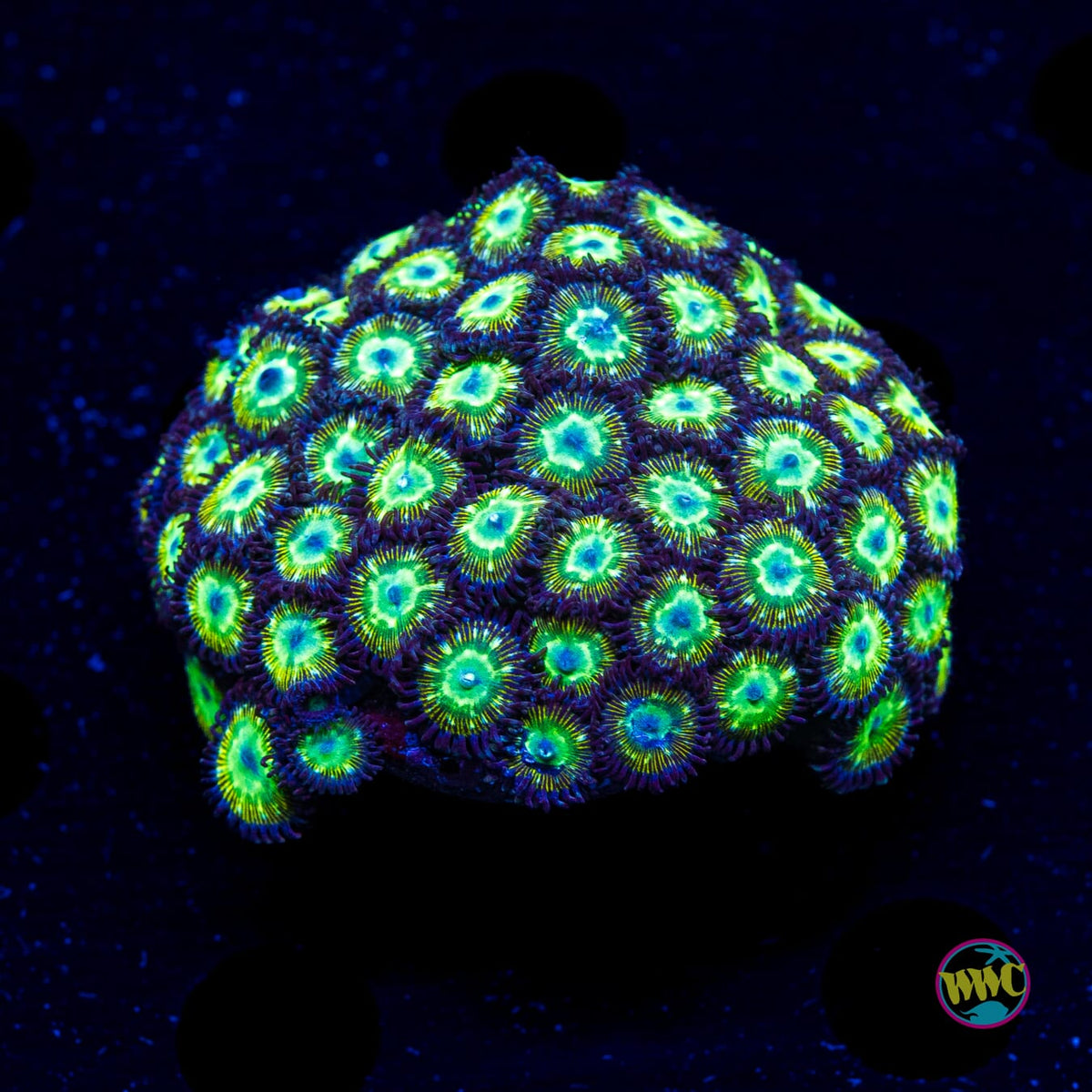 WWC Mean Green Zoanthids - Actinic Photo