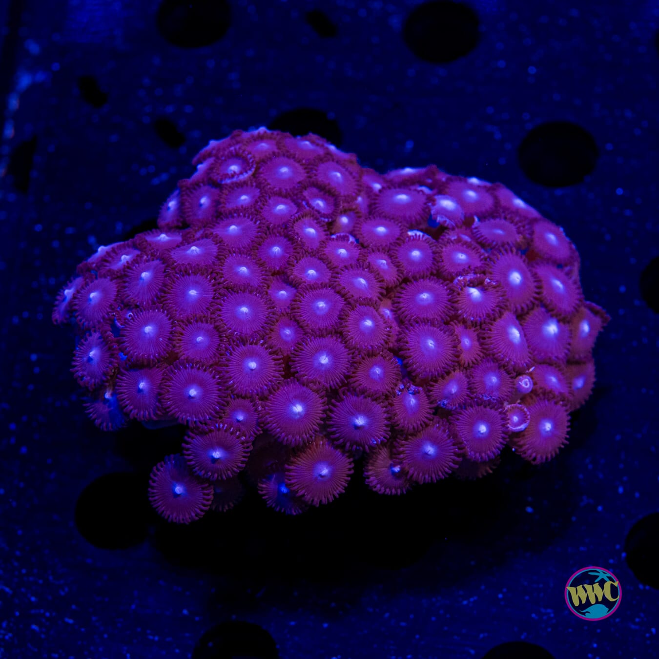 Tic Tac Zoanthids - Actinic Photo