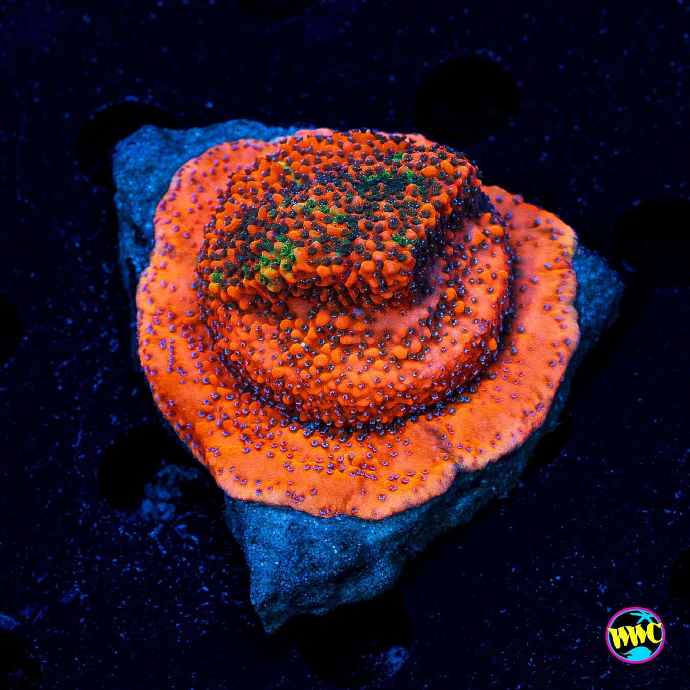 WWC Megachrome Montipora - Actinic Photo