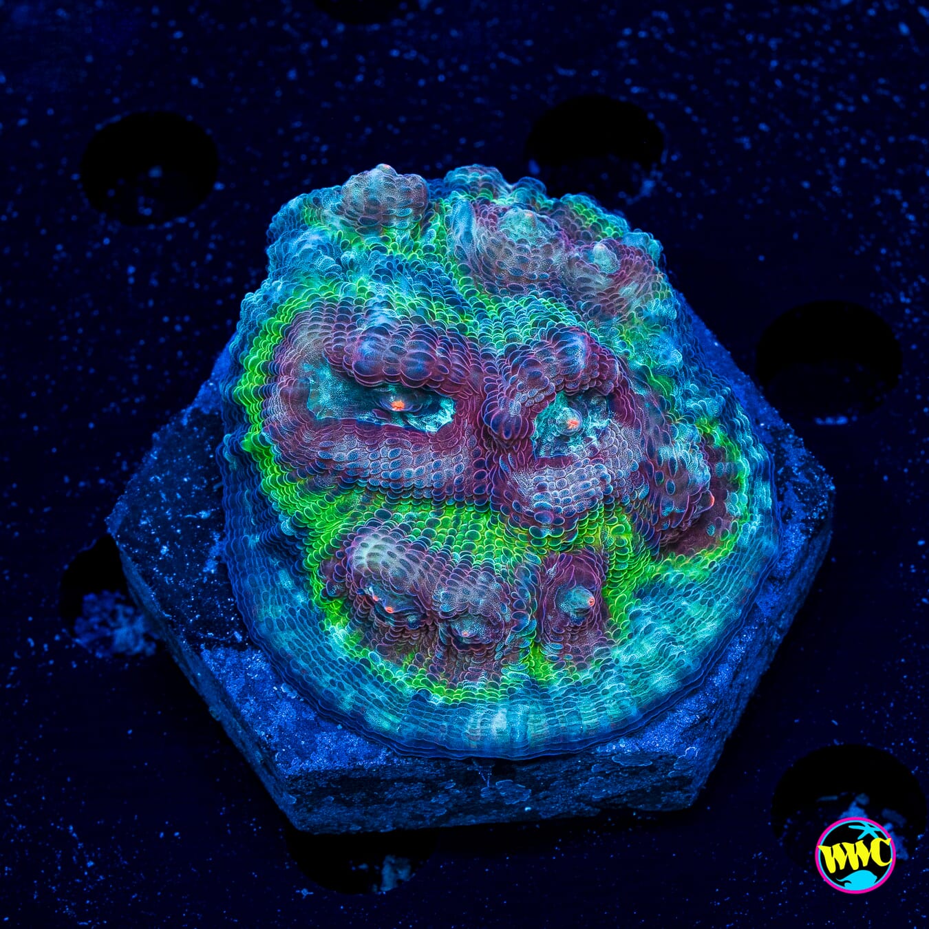 Poison Bomb Mycedium Chalice - Actinic Photo