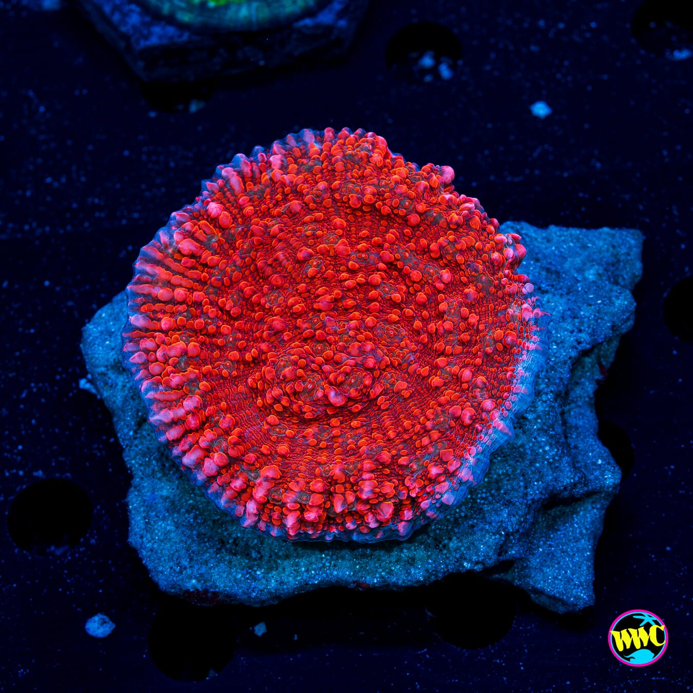 WWC Cherry Garcia Chalice - Actinic Photo