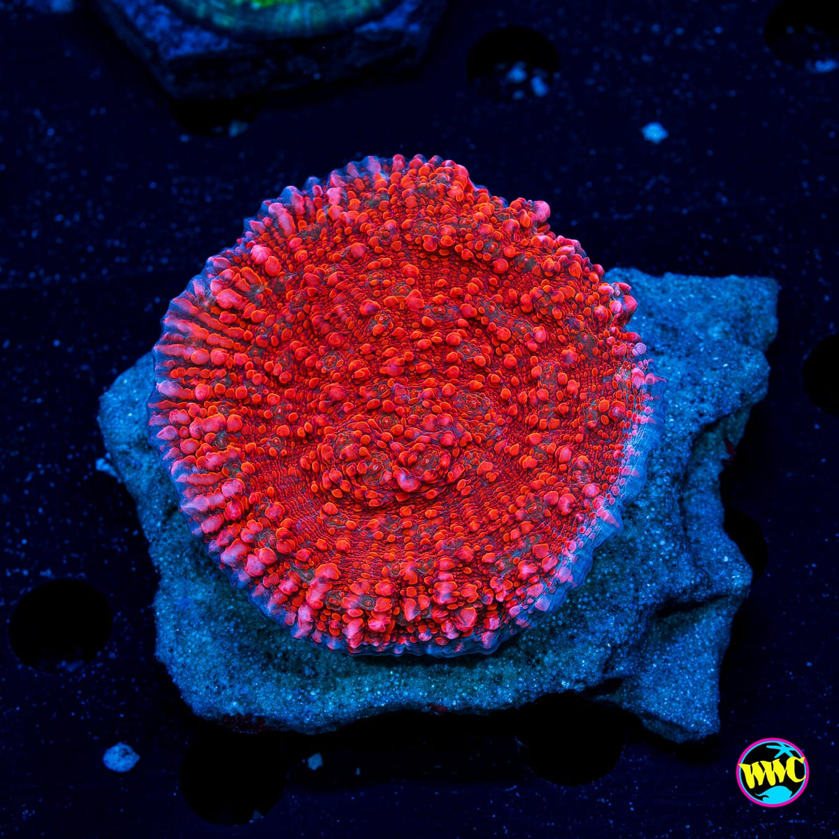 WWC Cherry Garcia Chalice - Actinic Photo