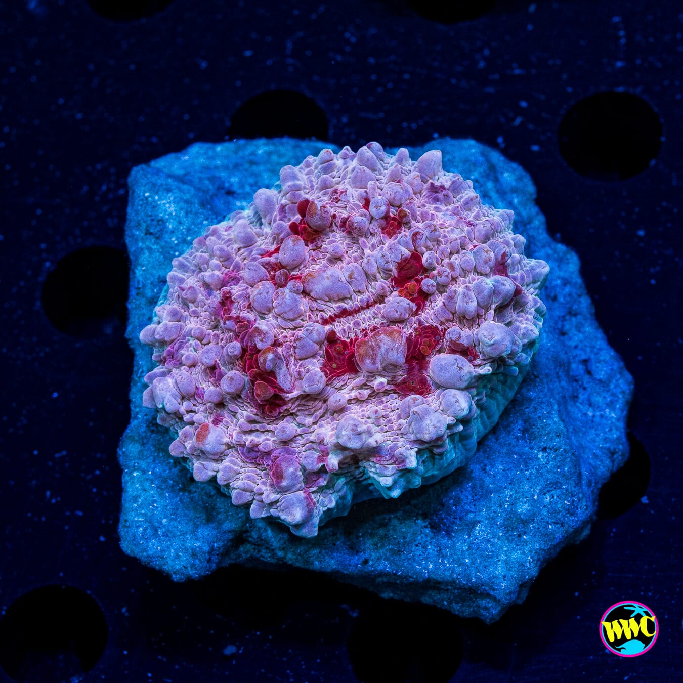 WWC Freezer Burn Bounce Chalice - Actinic Photo