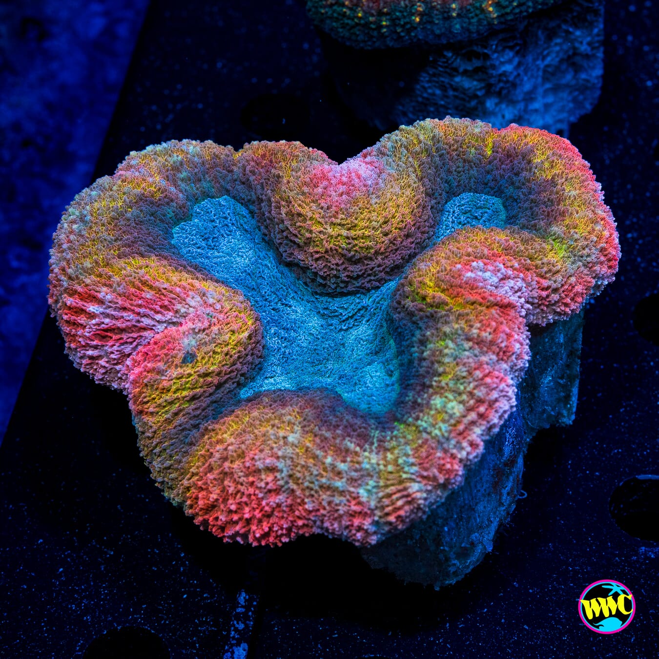 Rainbow Pools Lobophyllia - Actinic Photo