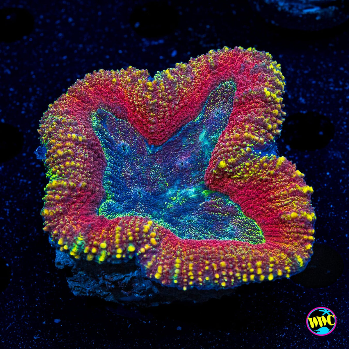 Gold Flake Lobophyllia - Actinic Photo