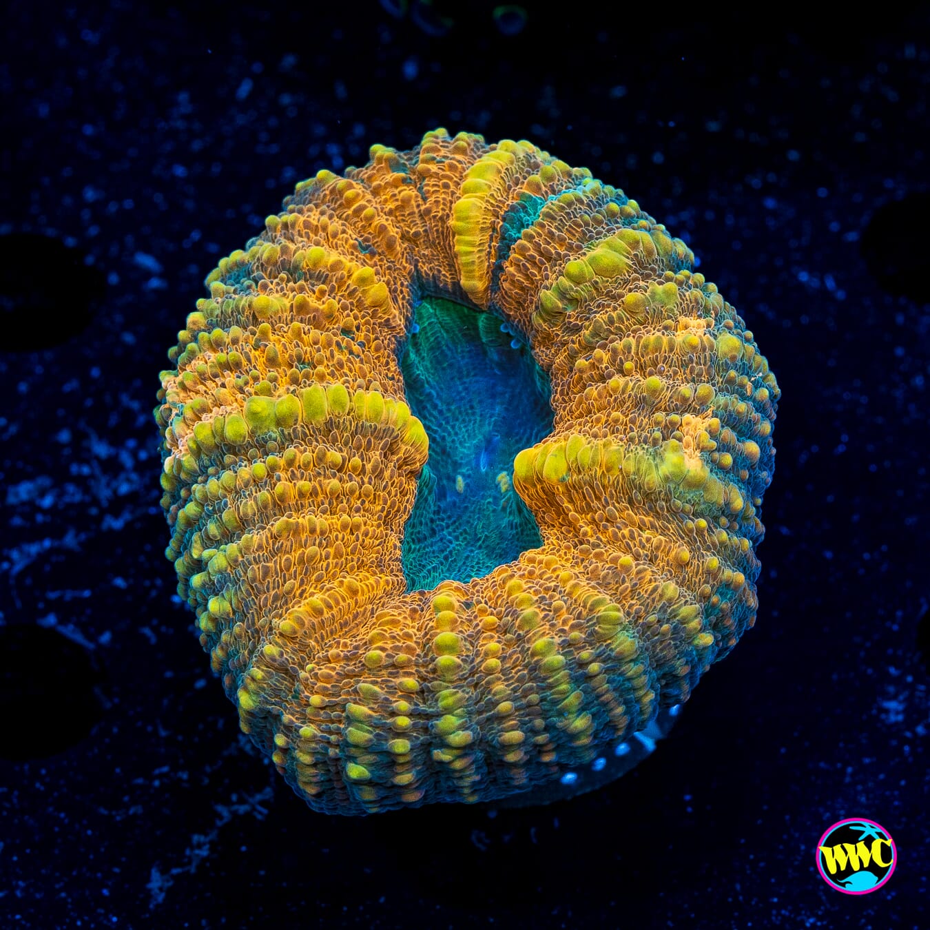 Tropicana Lobophyllia - Actinic Photo