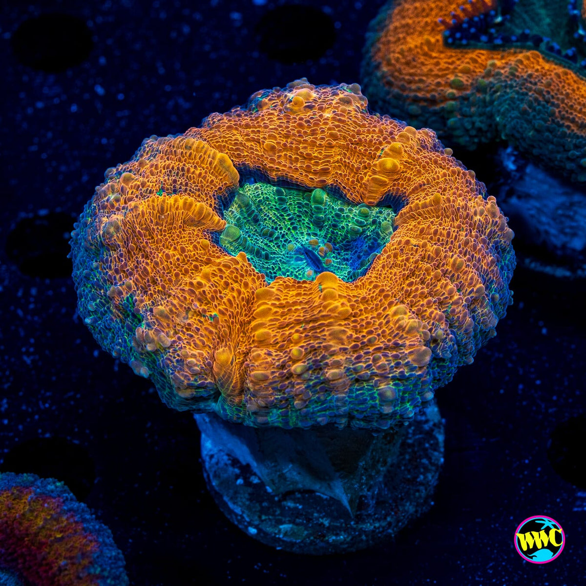 Orangeade Lobophyllia - Actinic Photo