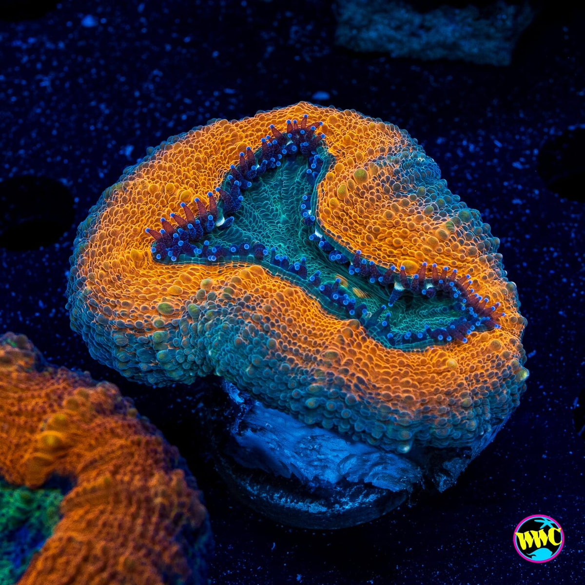 Earthen Ring Lobophyllia - Actinic Photo