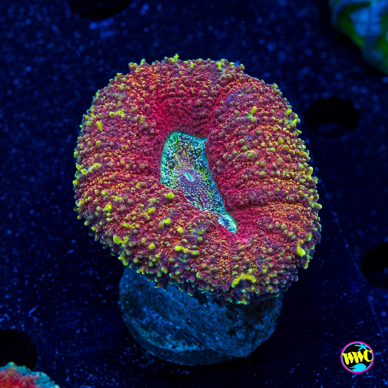 Gold Flake Lobophyllia - Actinic Photo