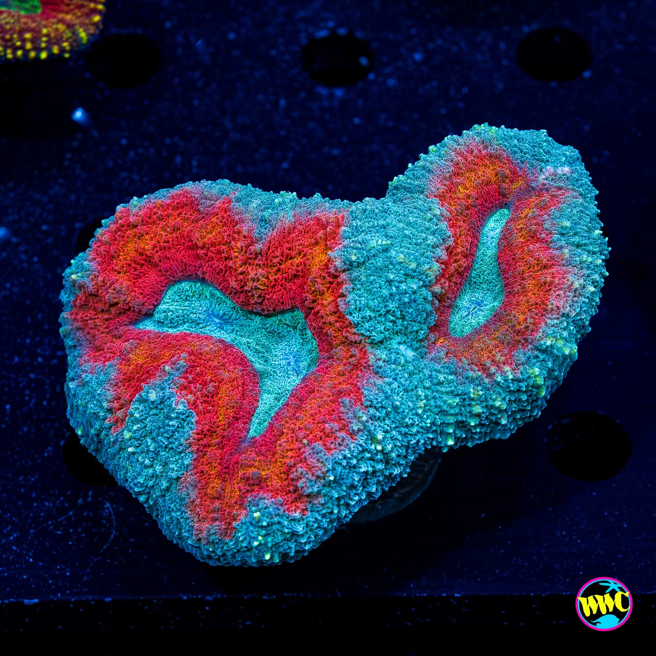 Stars and Stripes Lobophyllia - Actinic Photo
