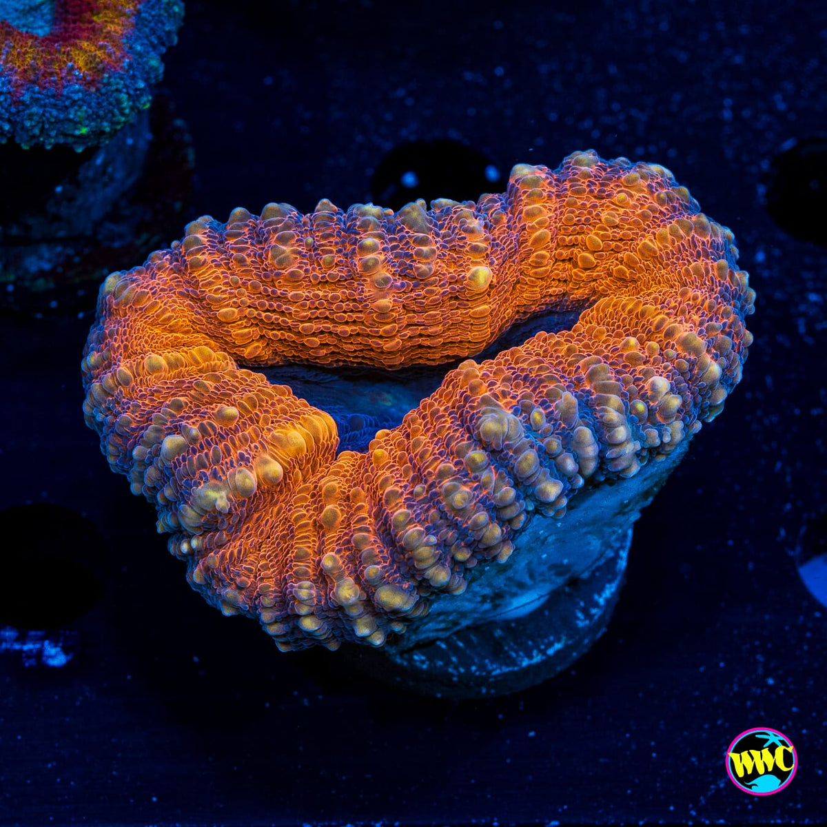 Lechonskers Lobophyllia - Actinic Photo