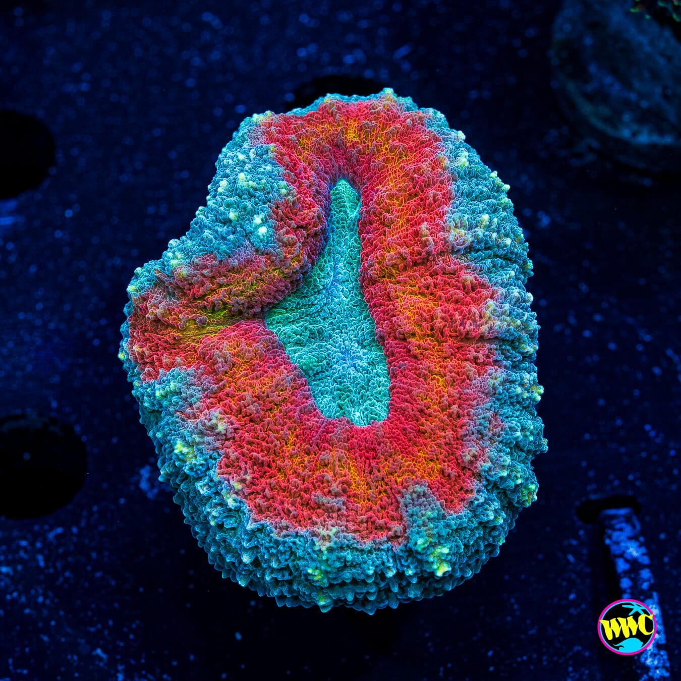 Stars and Stripes Lobophyllia - Actinic Photo