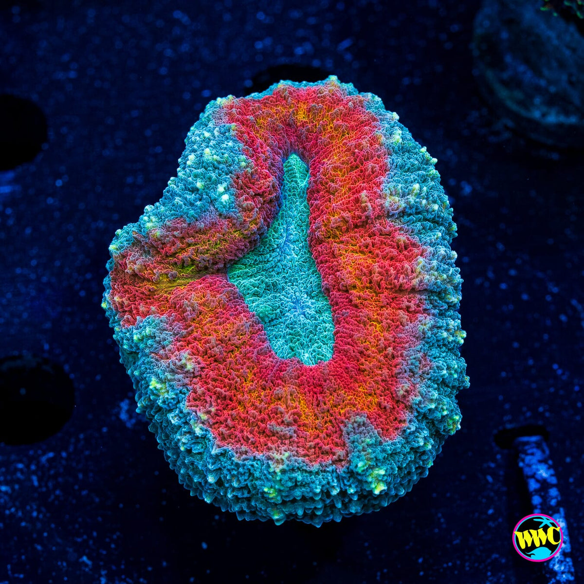 Stars and Stripes Lobophyllia - Actinic Photo