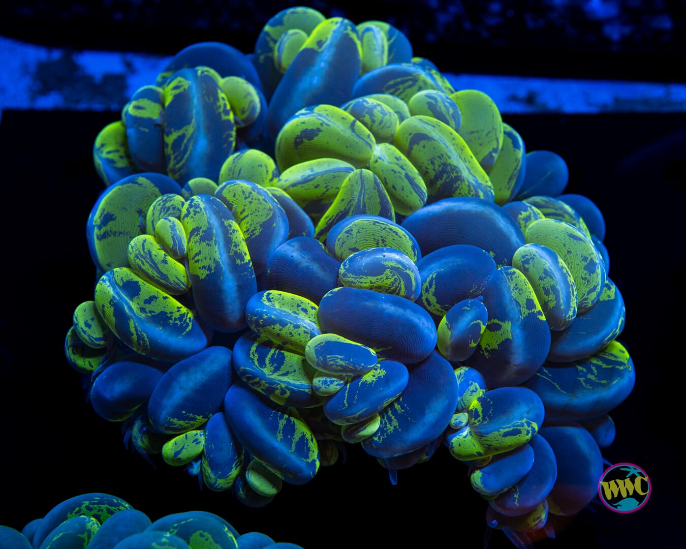 Marbled Bubble Coral 1 - Daylight Photo
