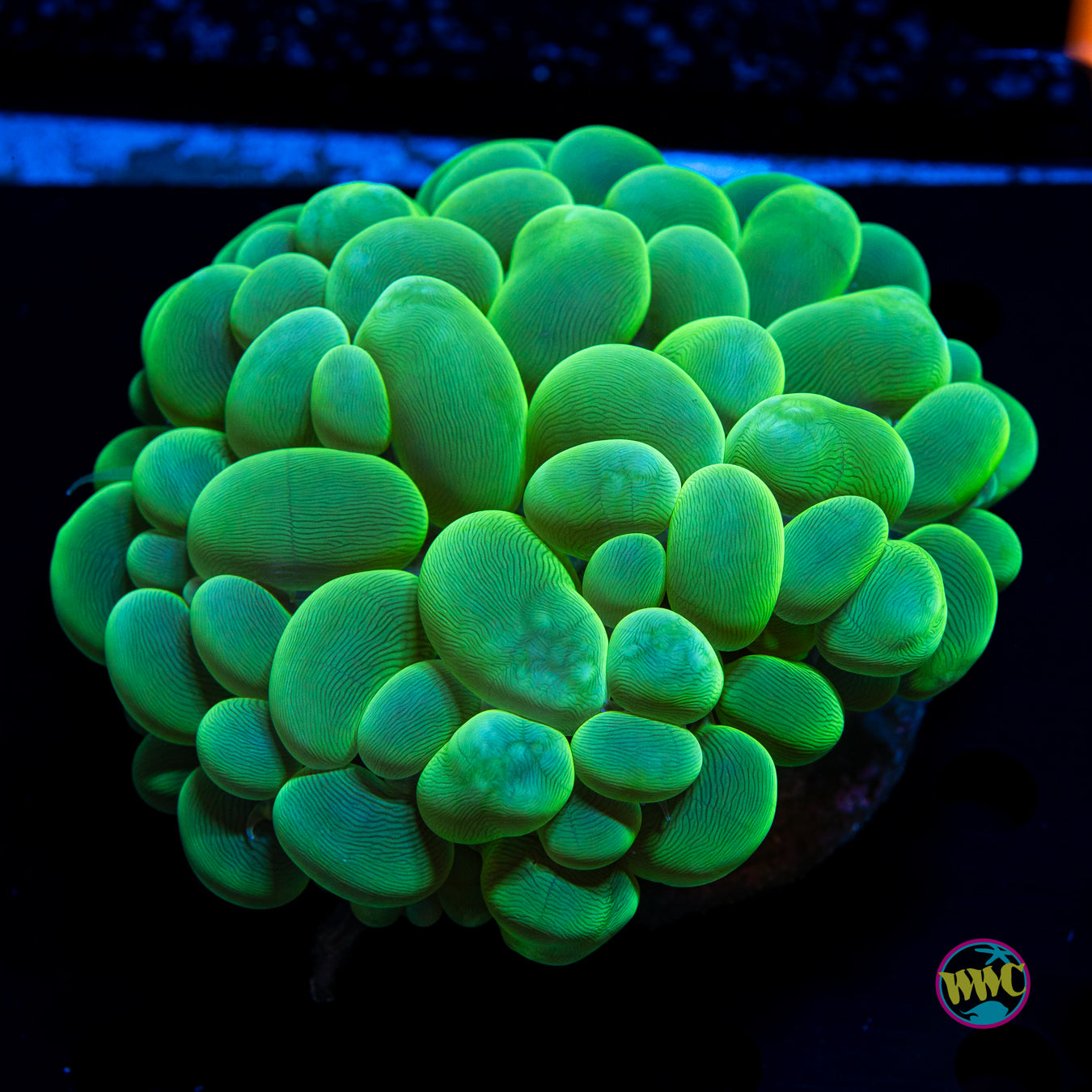 Neon Bubble Coral 1