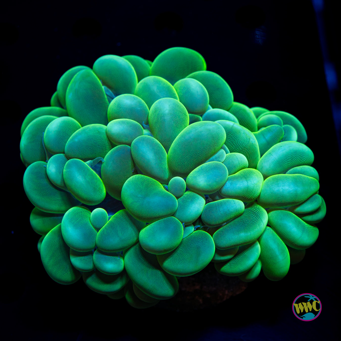 Neon Bubble Coral 2
