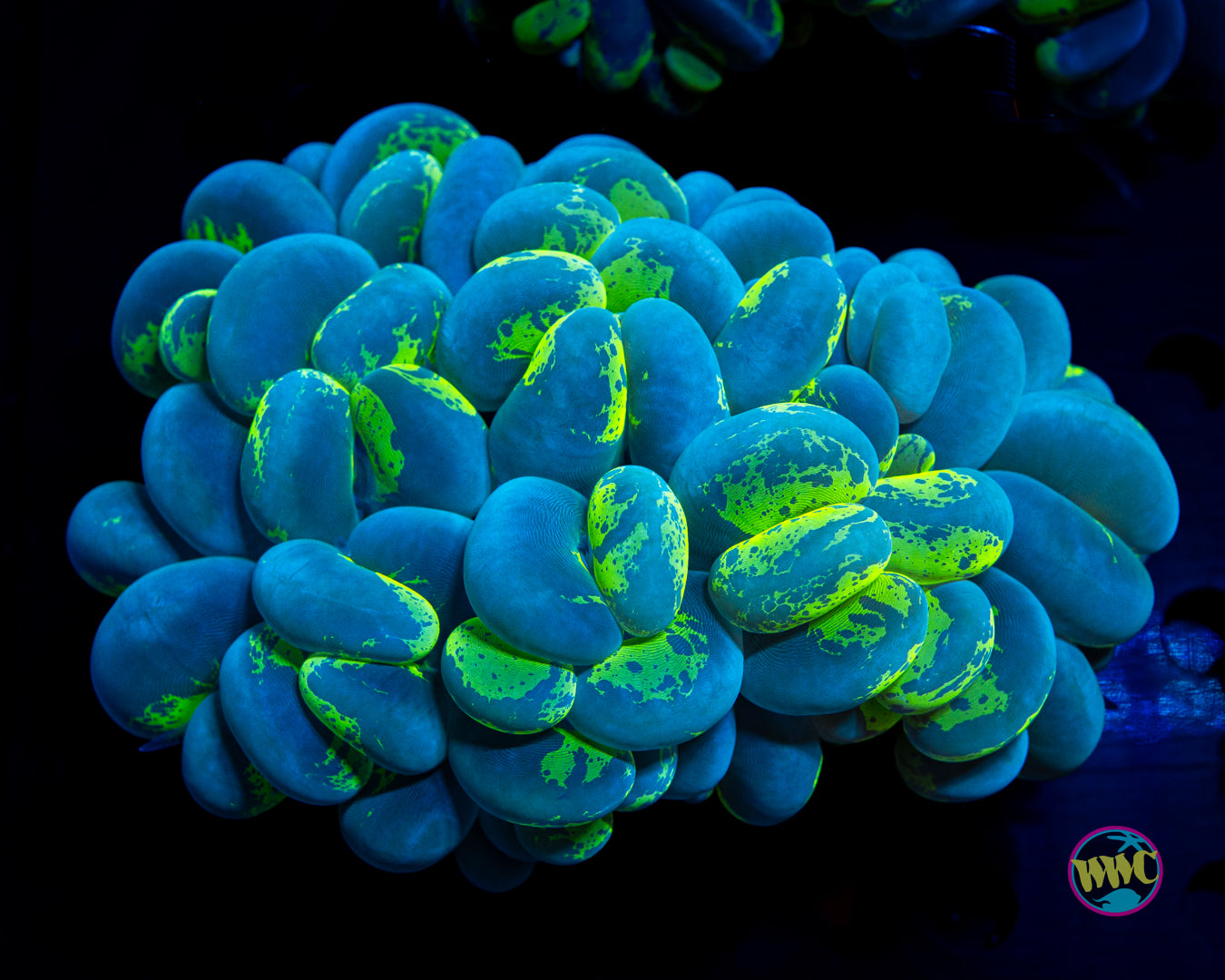 Marbled Bubble Coral 2