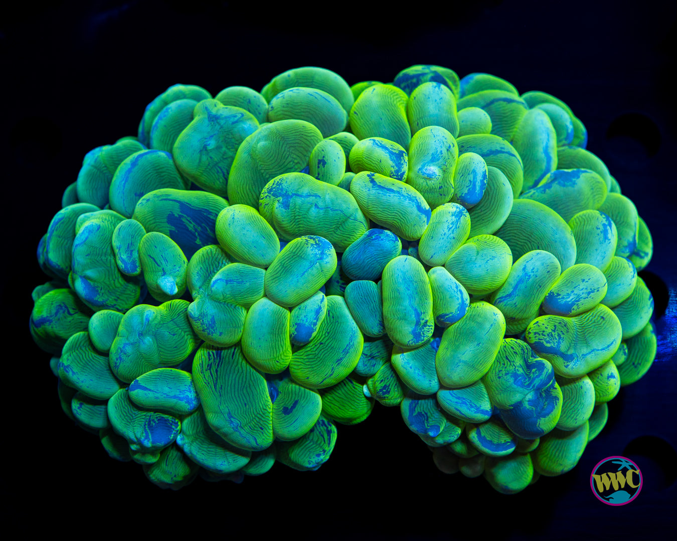 Marbled Bubble Coral 3