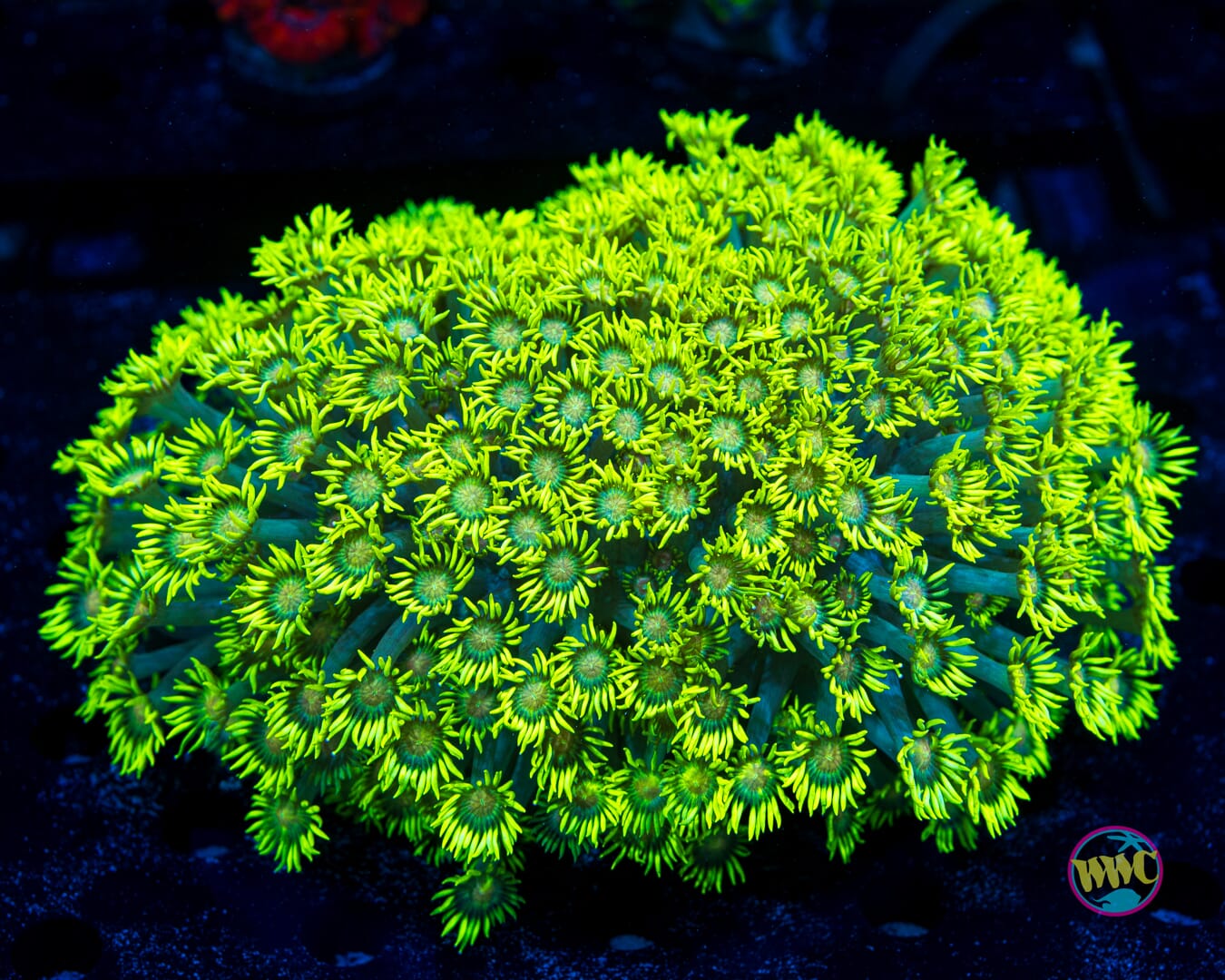 Nuclear Neon Goniopora - Daylight Photo
