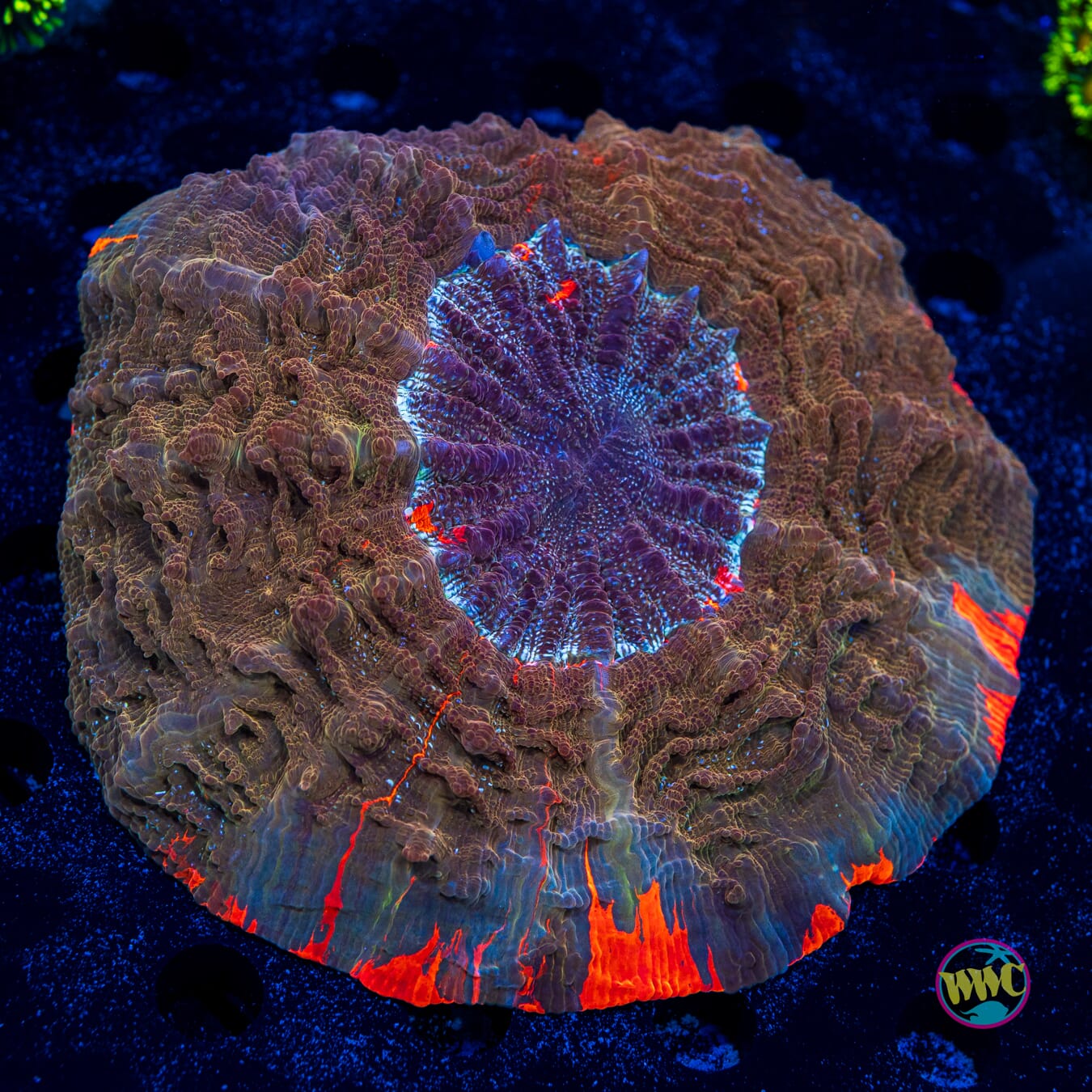 Chamelon Acanthophyllia - Daylight Photo