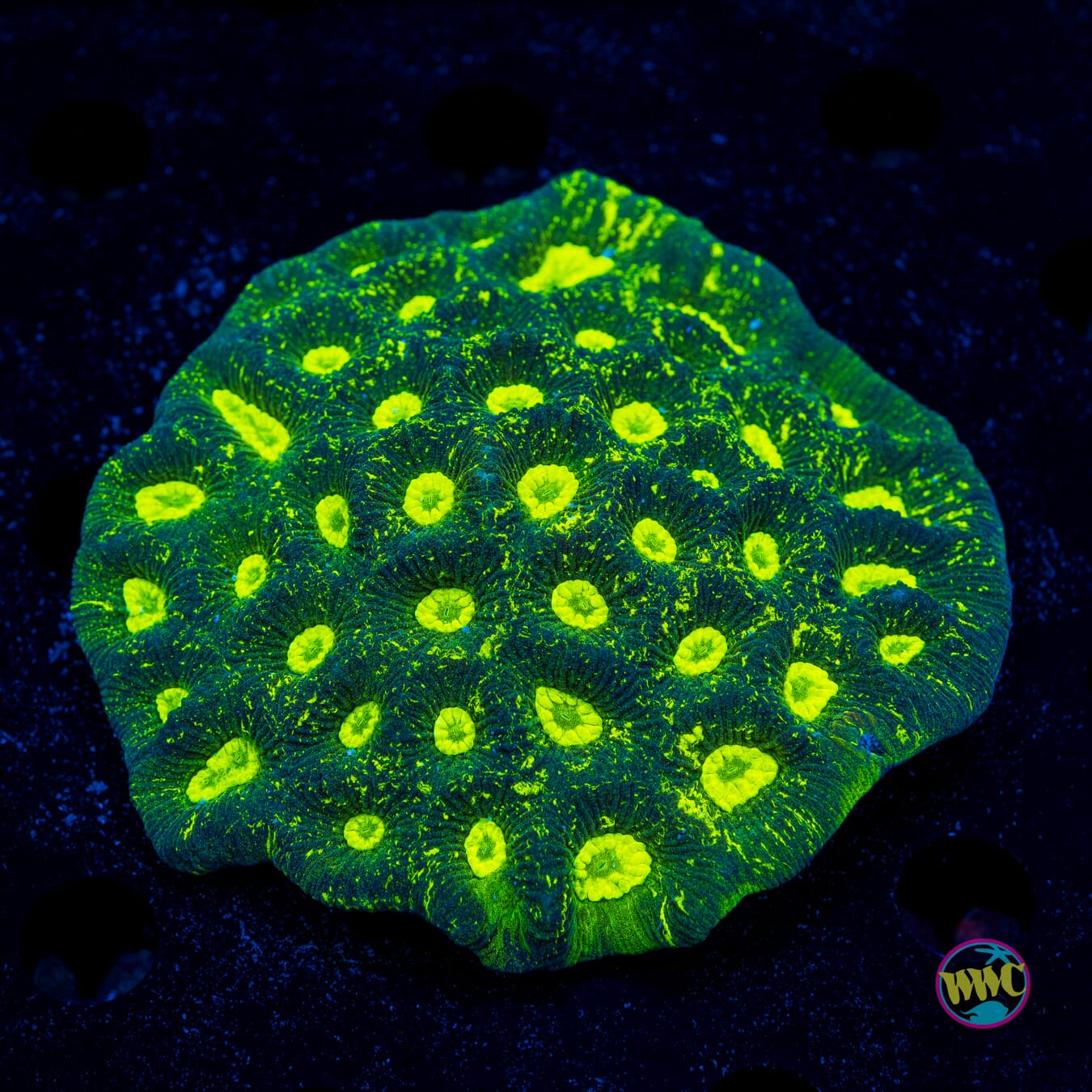 Toxic Waste Goniastrea - Daylight Photo