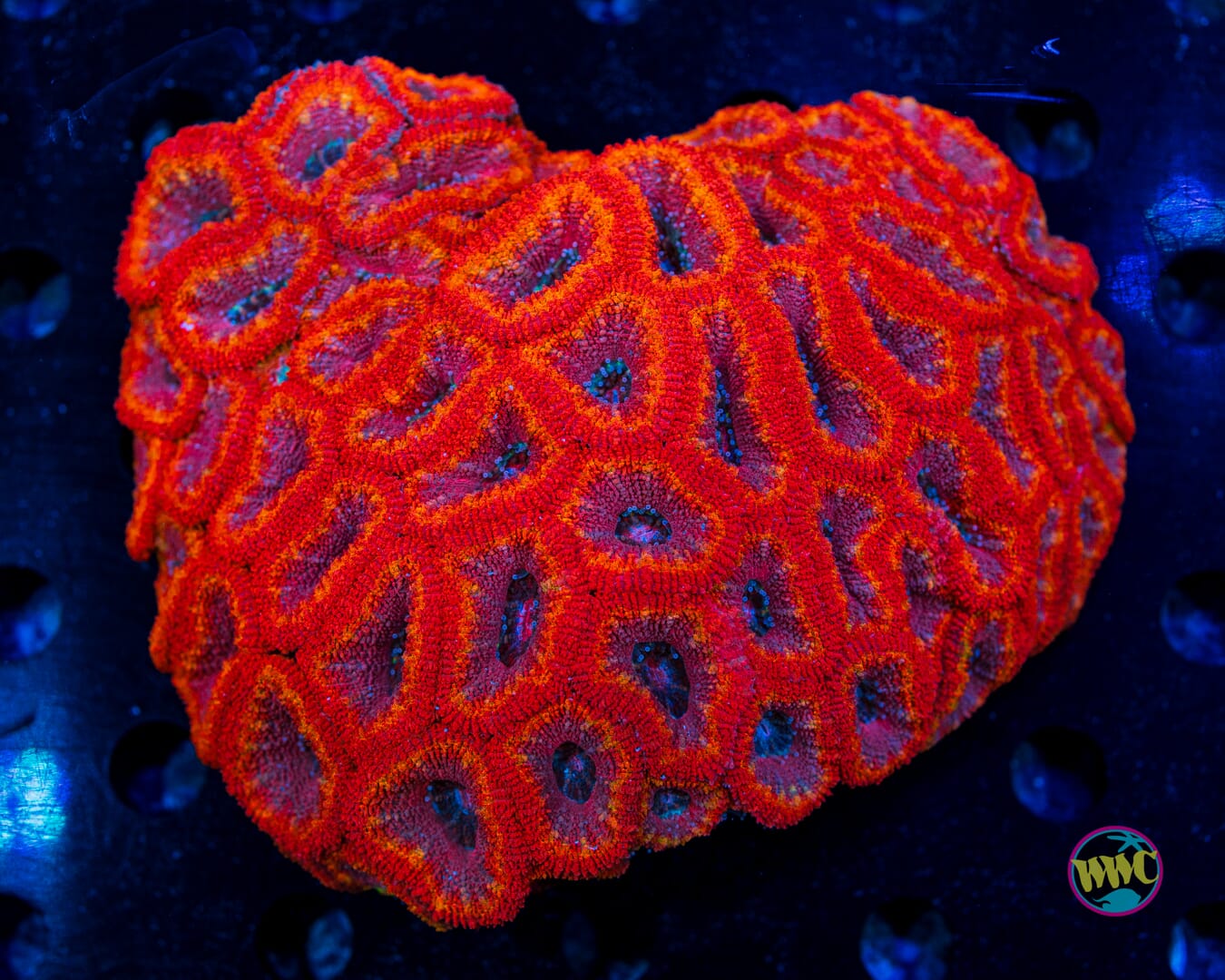 Pink Fireball Rainbow Aussie Lord - Daylight Photo