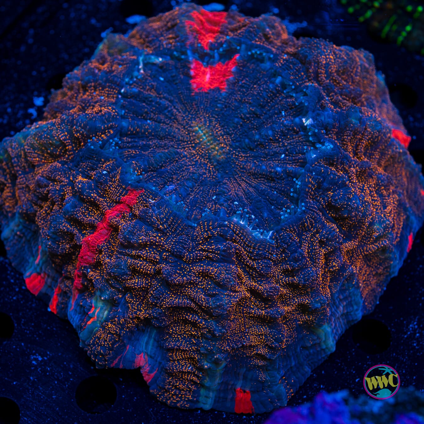 Intersteller Acanthophyllia - Daylight Photo