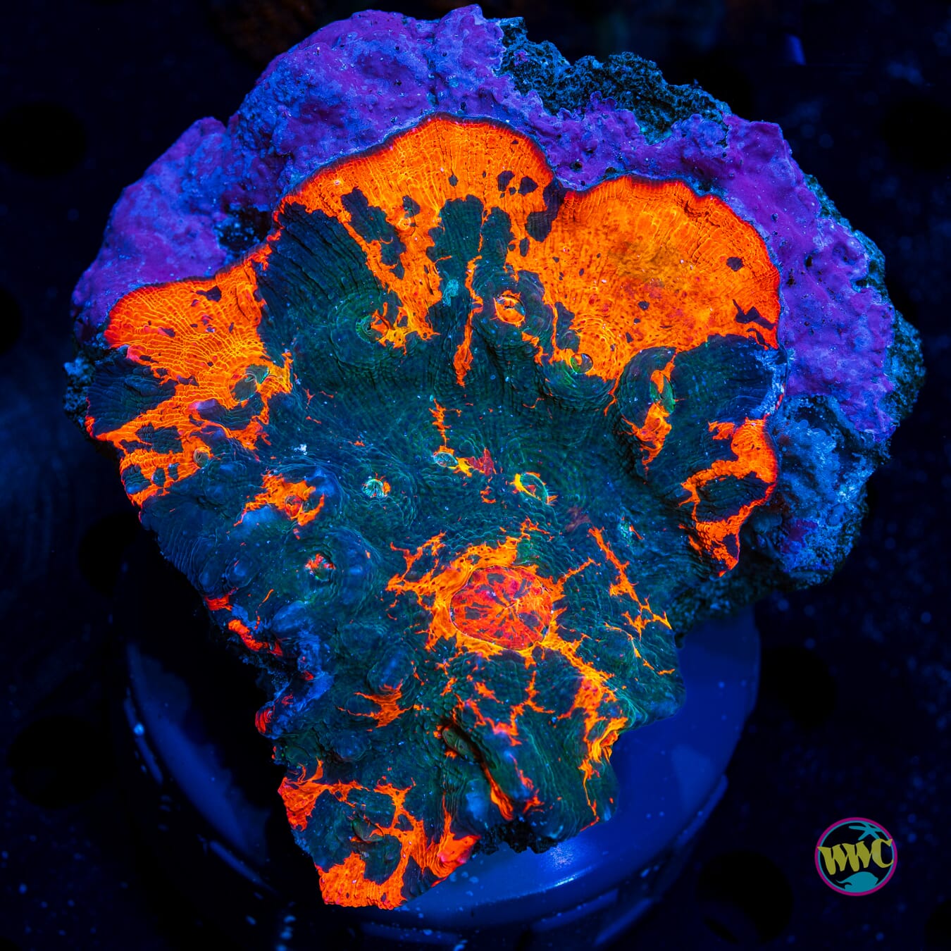 Molten Lava Chalice - Daylight Photo