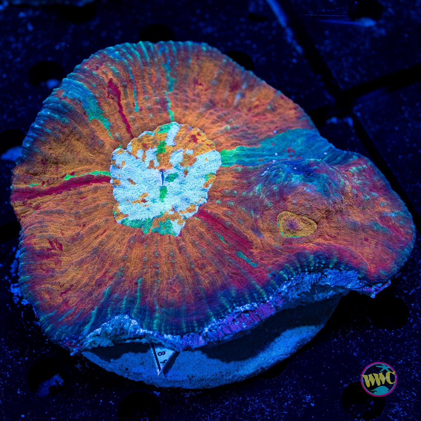 Otherworldly Australomussa - Daylight Photo