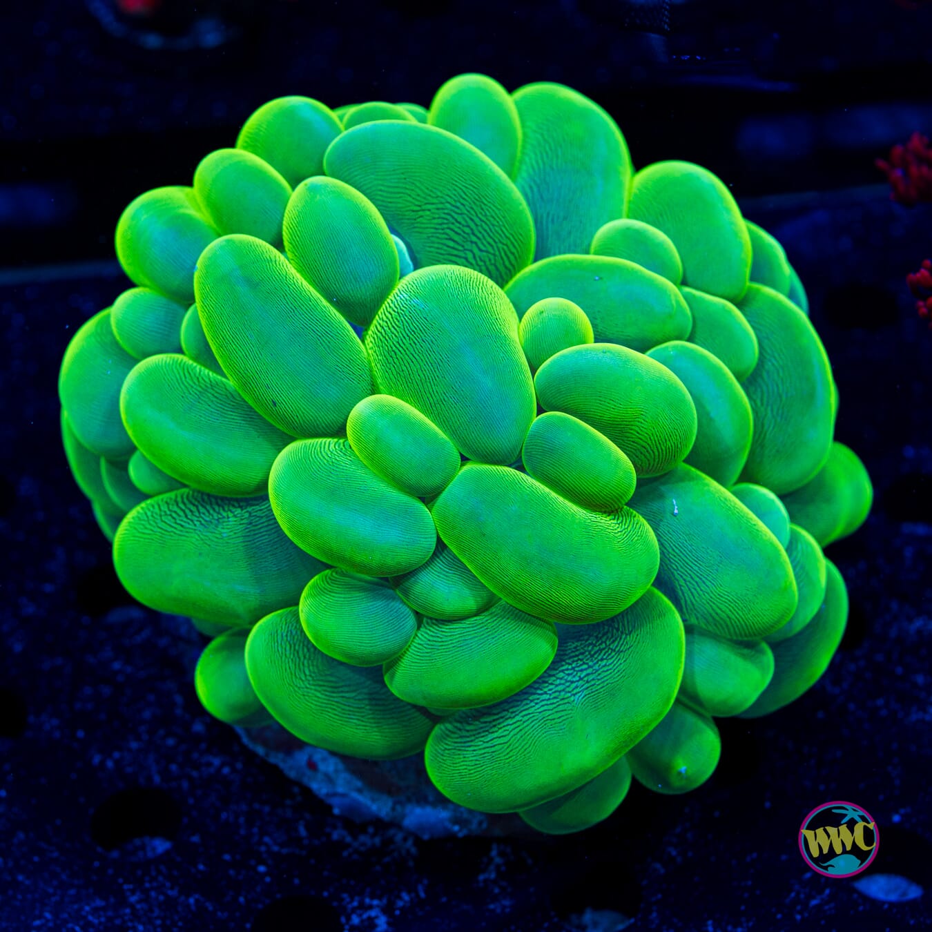 Neon Green Bubble Coral - Daylight Photo