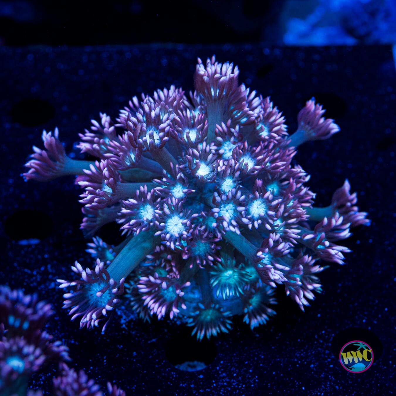 Pastel Goniopora - Daylight Photo