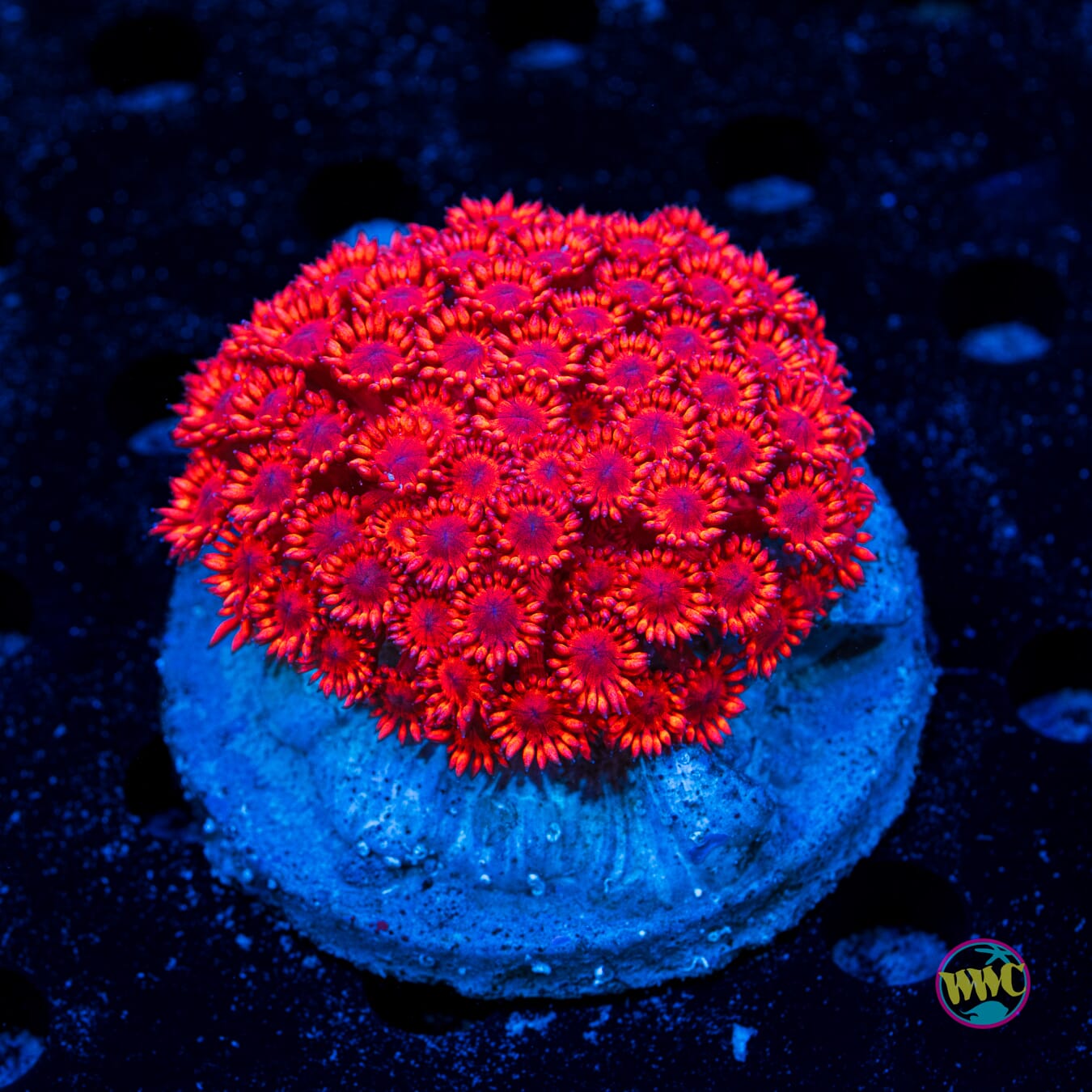 Ragin Red Goniopora - Daylight Photo