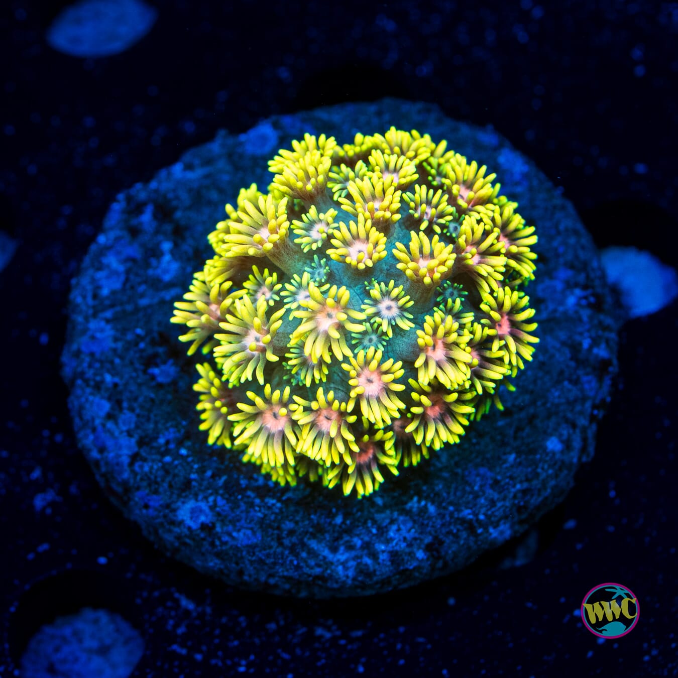 Sunny Day Goniopora - Daylight Photo