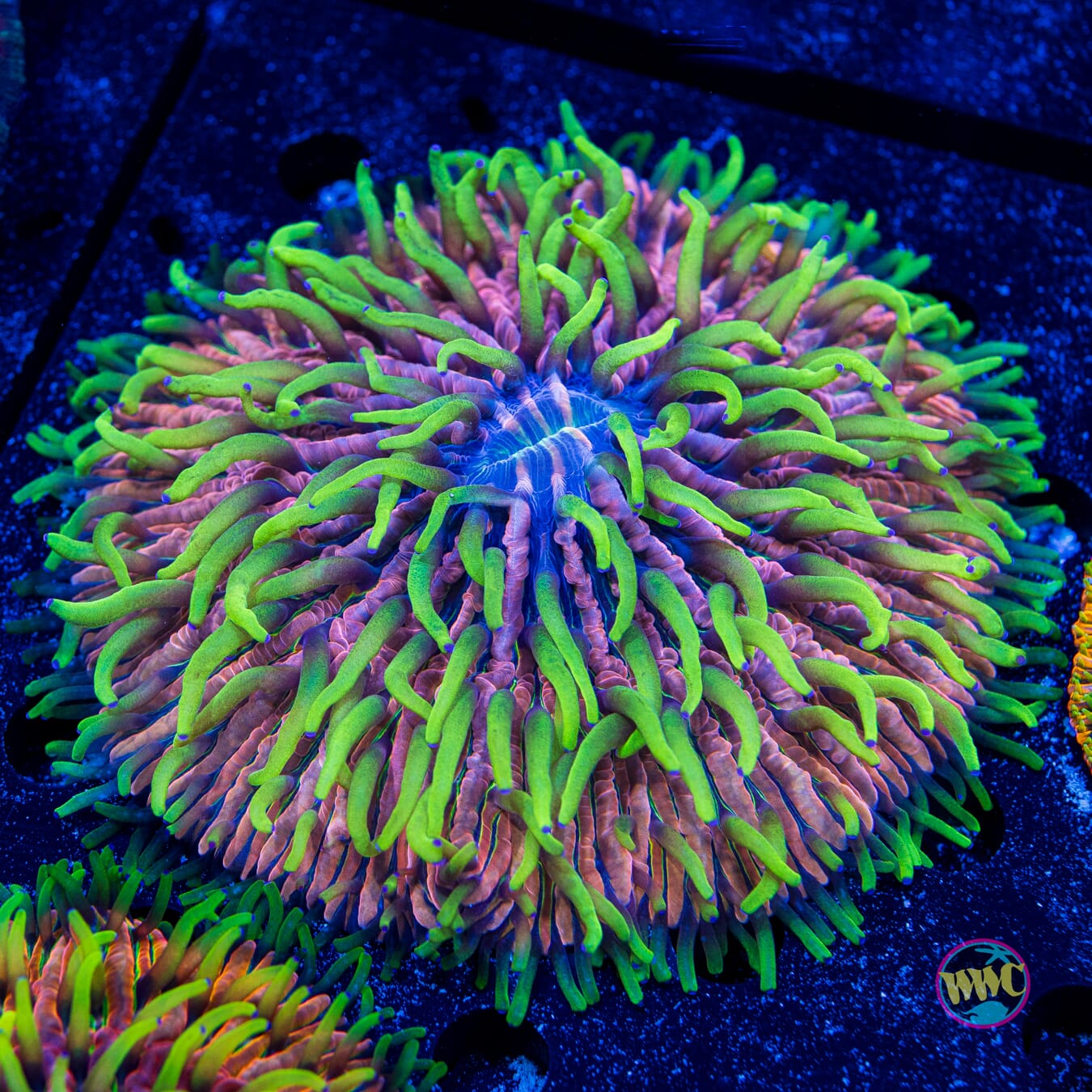 Pink Pony Plate Coral - Daylight Photo