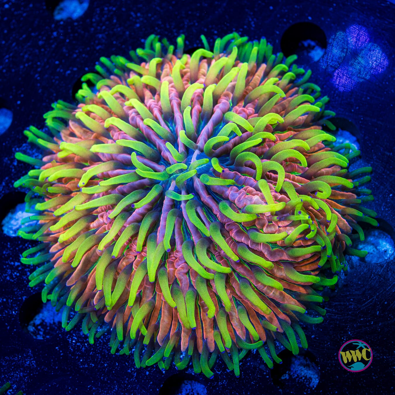 Pink Pony Plate Coral - Daylight Photo