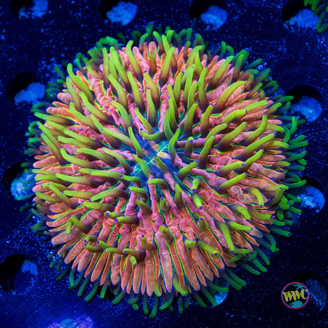 Pink Pony Plate Coral - Daylight Photo