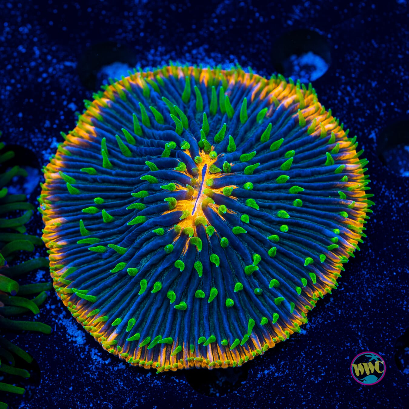 Orange Rim Plate Coral - Daylight Photo