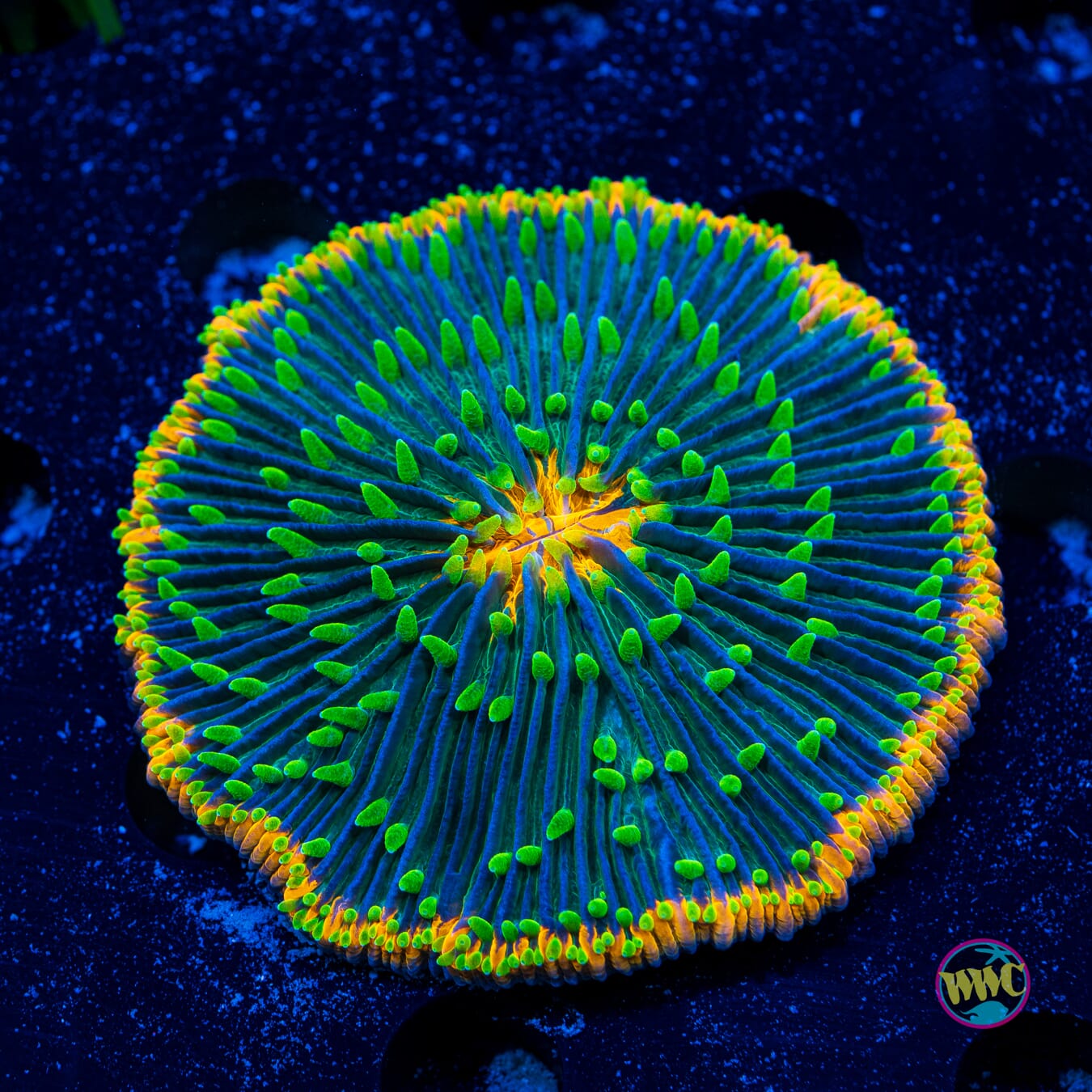 Orange Rim Plate Coral - Daylight Photo