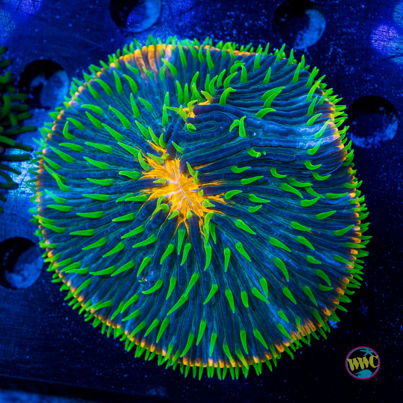 Orange Rim Plate Coral - Daylight Photo