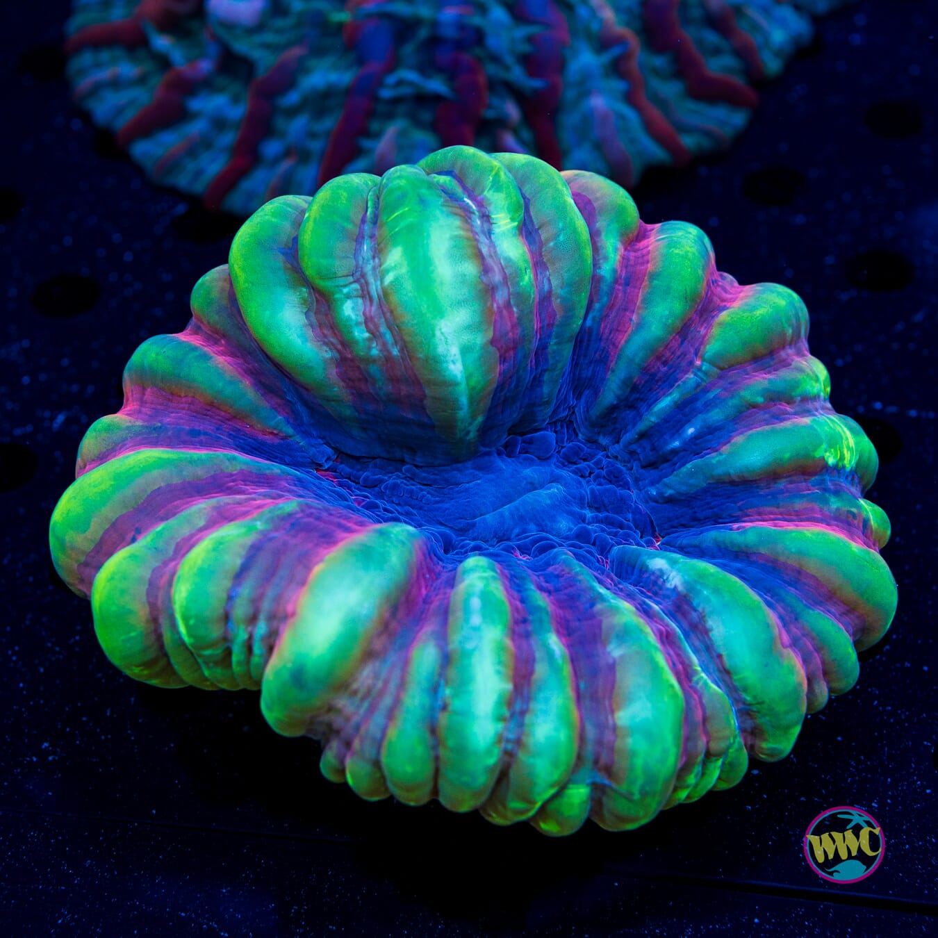 Holiday Cheer Cynarina - Daylight Photo