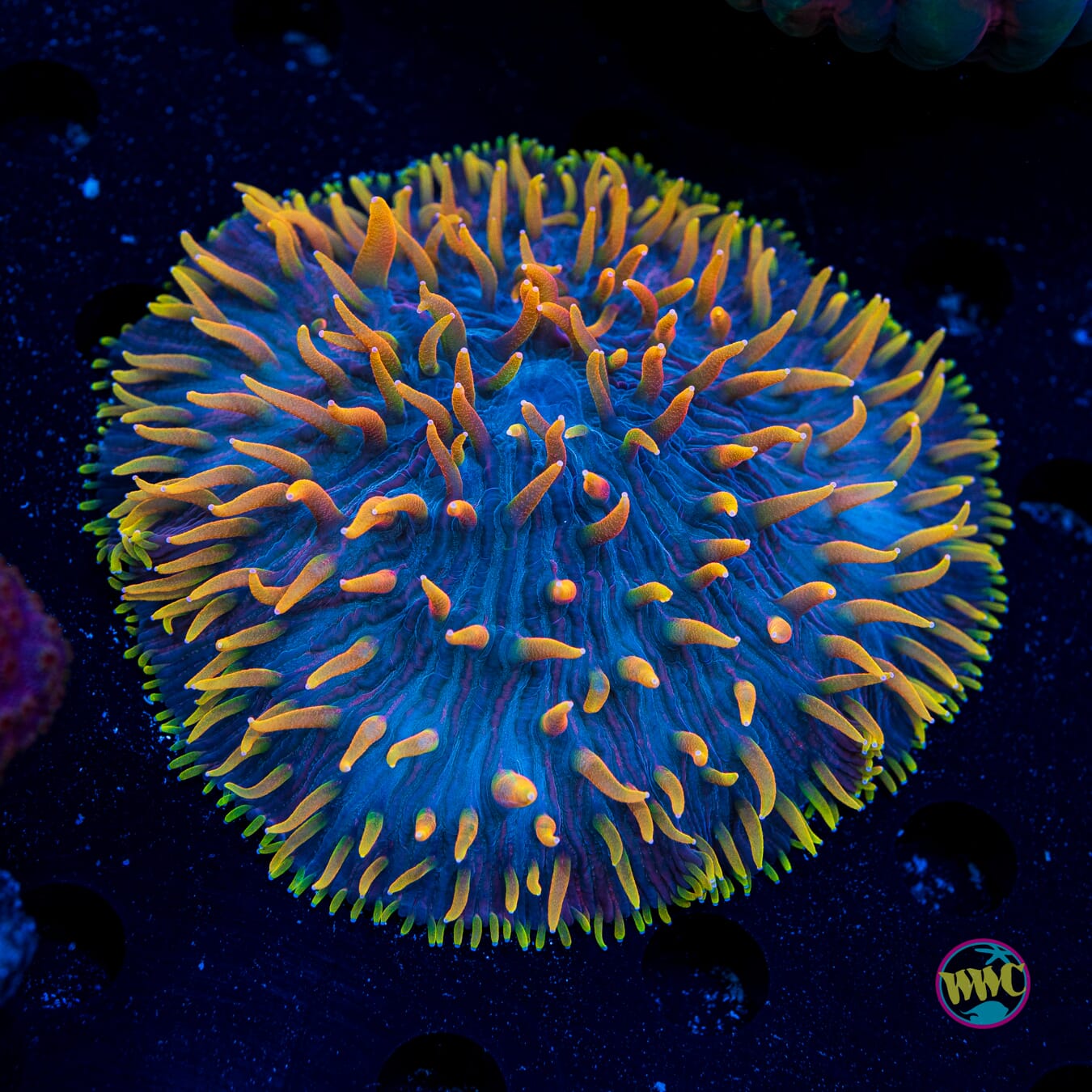 Alien Invasion Plate Coral - Daylight Photo