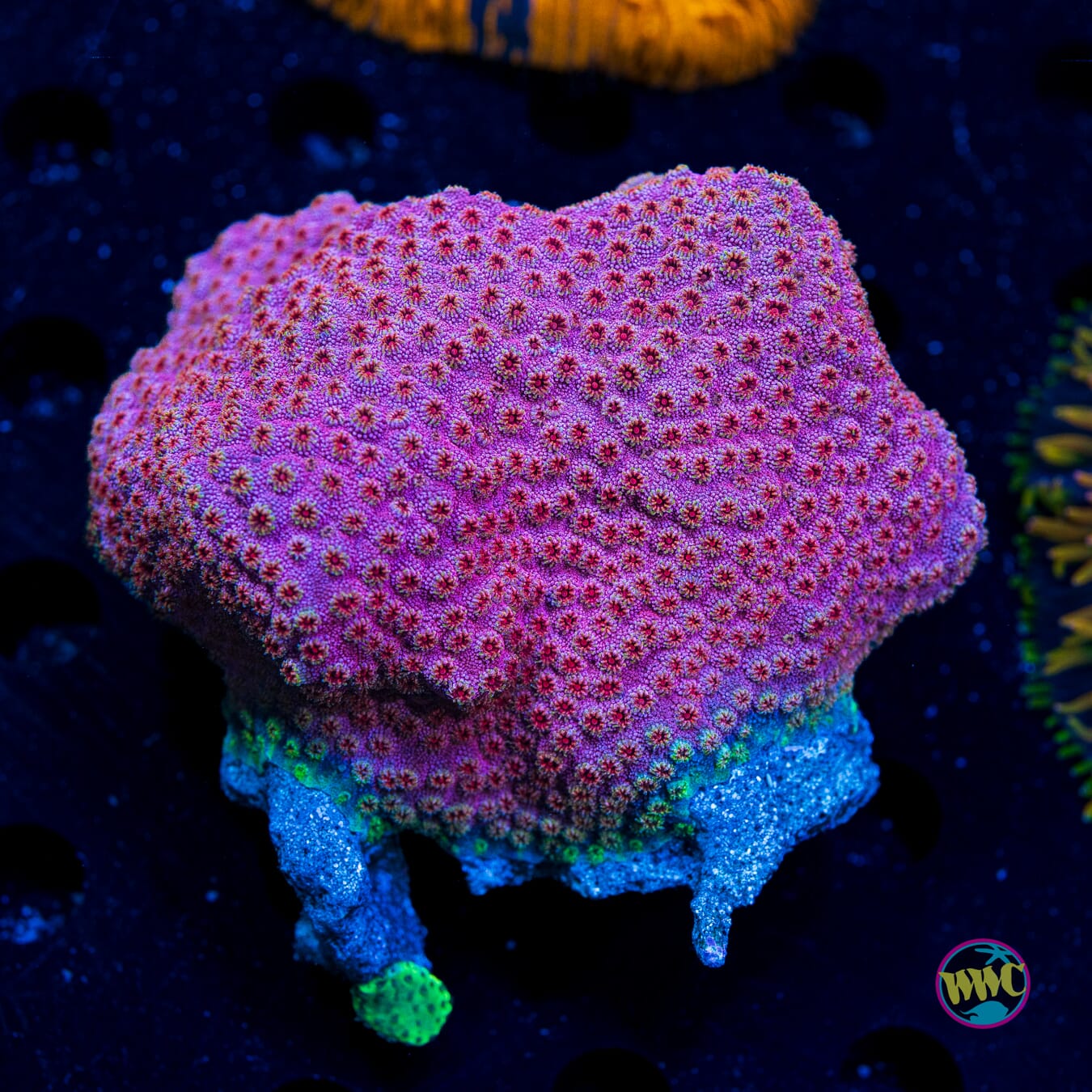 Bronco Berry Cyphastrea - Daylight Photo