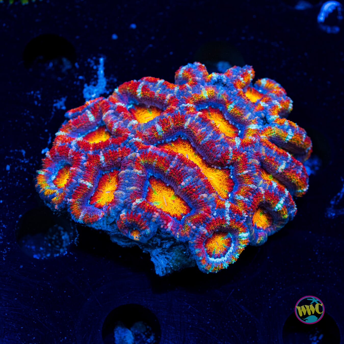 Inferno Aussie Lord - Daylight Photo