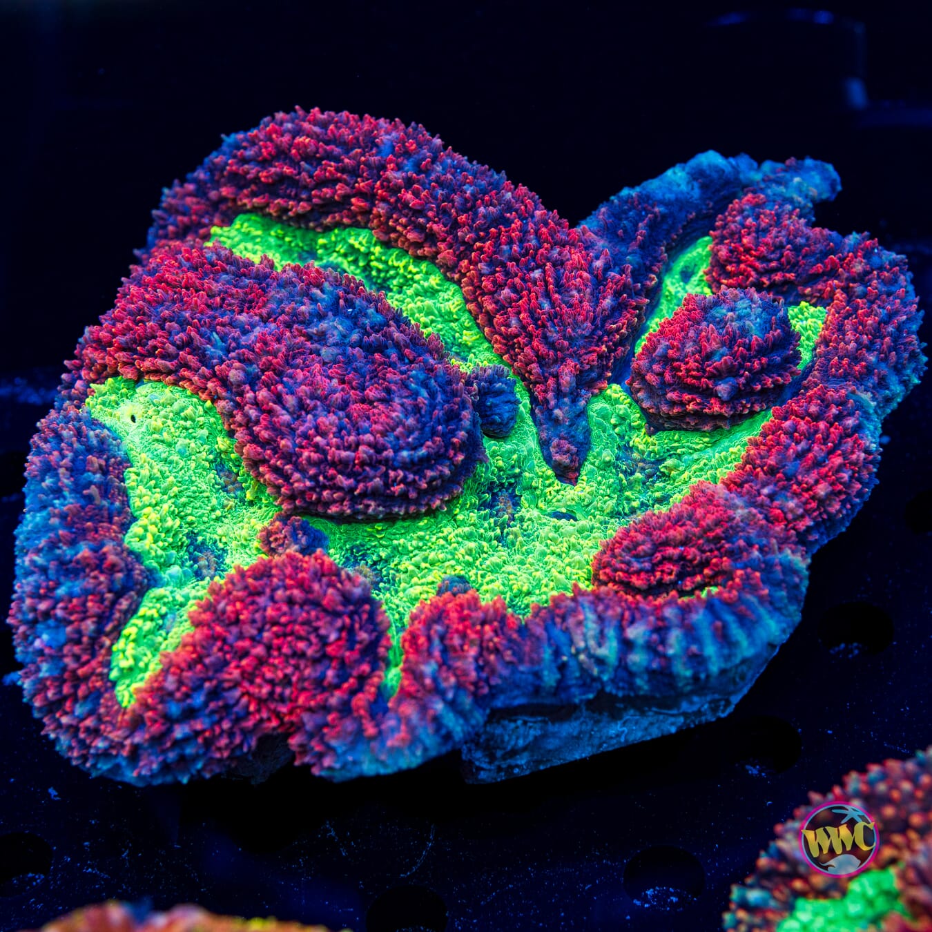 X-mas Carpet Symphyllia - Daylight Photo