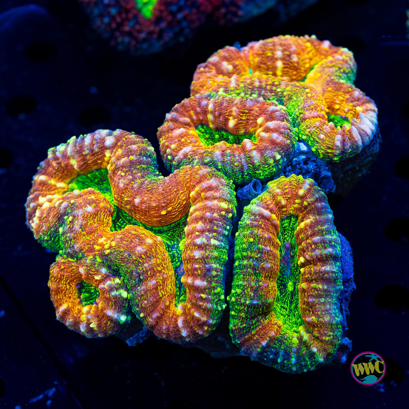 Nuclear Mango Lobophyllia - Daylight Photo